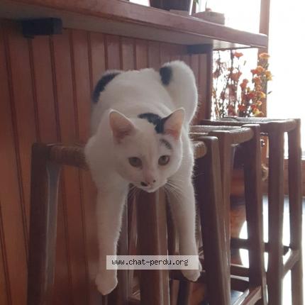 Foto 1/1 Myla Chat perdido en Sainte genevieve des bois