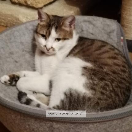 Foto 1/1 Youla Chat perdido en Villetaneuse