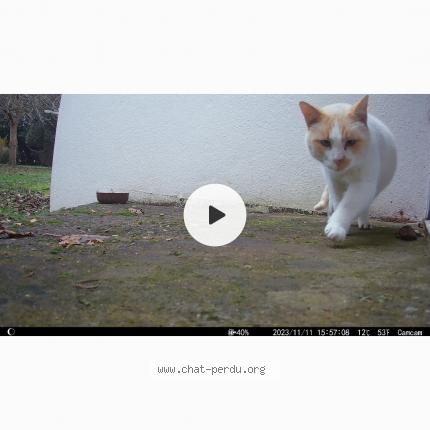 Foto 1/1 Gato encontrado Encontrado en Caudan