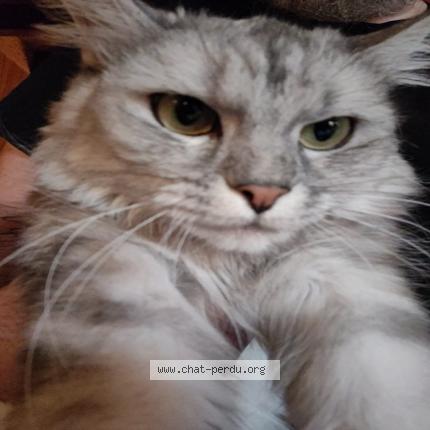 Foto 1/1 Jélie Chat perdido en Vigny