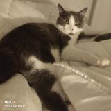 Foto del gato perdido en Rennes