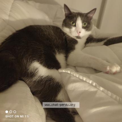 Foto 1/1 Sam Chat perdido en Rennes