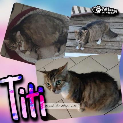 Foto 1/1 Titi Chat perdido en Taponnat fleurignac