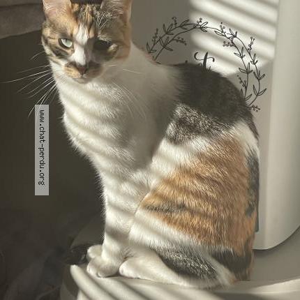Foto 1/1 Sortilège Chat perdido en Nantes