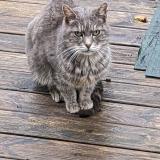 Foto de gato encontrado en Bretigny