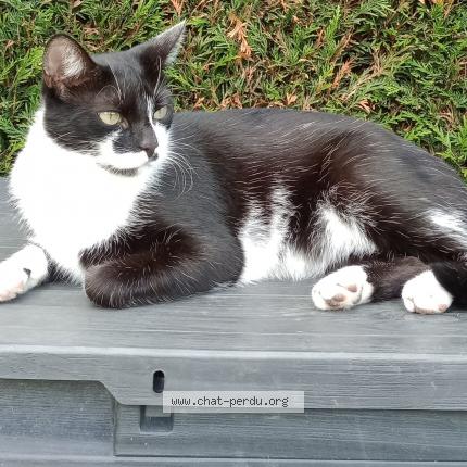 Foto 1/1 Gato encontrado Perdido en Pont l eveque