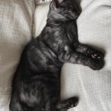 Foto del gato perdido en Boersch