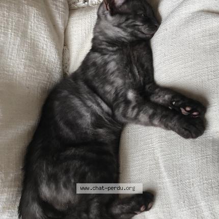 Foto 1/1 Gato encontrado Perdido en Boersch