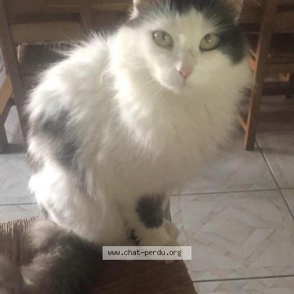 Foto 1/1 Shanti Chat perdido en Hasparren