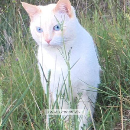 Foto 1/1 Gato encontrado Perdido en Beziers