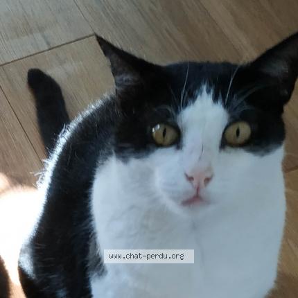 Foto 1/1 Max Petit Chat Chat perdido en Bayonne