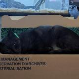 Foto del gato perdido en Mauze Sur Le Mignon