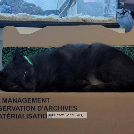 Foto 1/1 Gato encontrado Perdido en Mauze sur le mignon