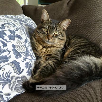 Foto 1/1 Boogie Chat perdido en Seillans