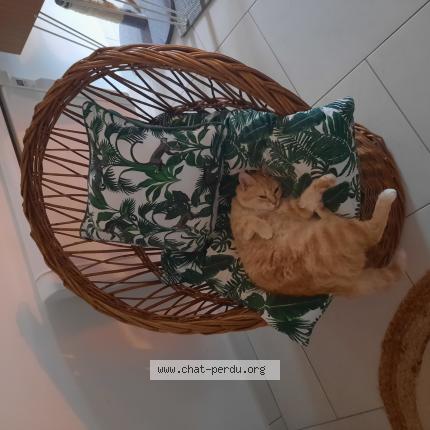 Foto 1/1 Isadora dite Zaza Chat perdido en Marmande