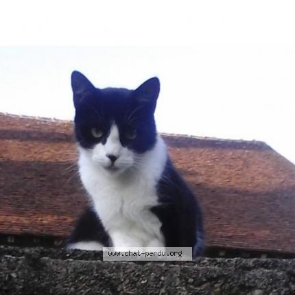 Foto 1/1 Bibiche Chat perdido en St plantaire