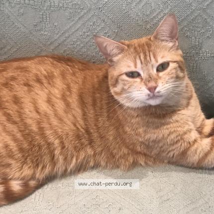 Foto 1/1 Ecureuil Chat perdido en Cherisy