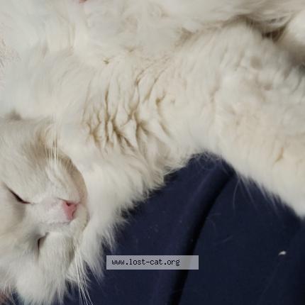 Foto 1/1 Eddie Chat perdido en Chestermere