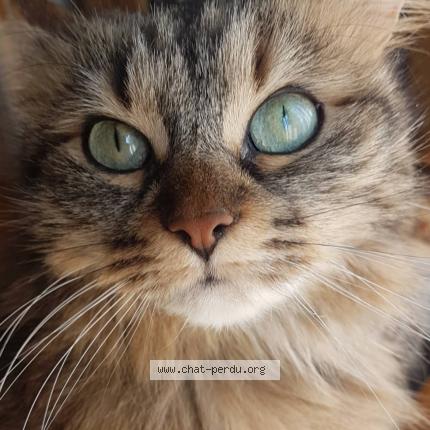 Foto 3/5 Mina Chat perdido en Les echelles