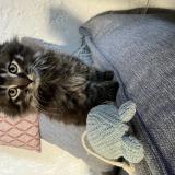 Foto del gato perdido en Koetzingue