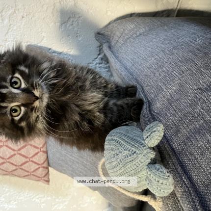 Foto 1/1 Gato encontrado Perdido en Koetzingue