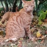 Foto del gato perdido en Cult