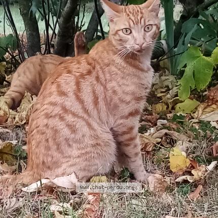 Foto 1/1 Tira Chat perdido en Cult