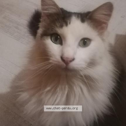 Foto 1/1 Malo Chat perdido en Plaissan