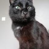 Foto del gato perdido en La Tour De Salvagny