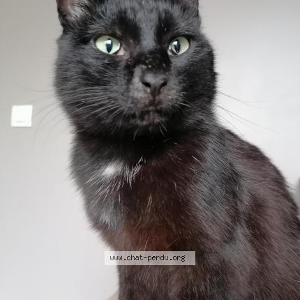 Foto 1/1 Gato encontrado Perdido en La tour de salvagny