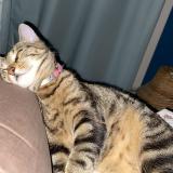 Foto del gato perdido en Vitry Sur Seine