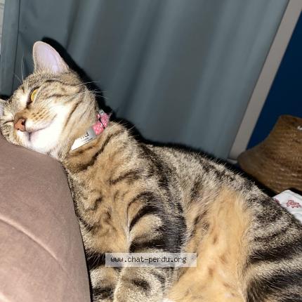 Foto 1/2 Mia Chat perdido en Vitry sur seine