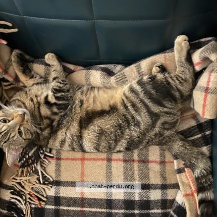 Foto 2/2 Mia Chat perdido en Vitry sur seine