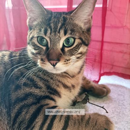 Foto 1/1 Gato encontrado Perdido en Paris