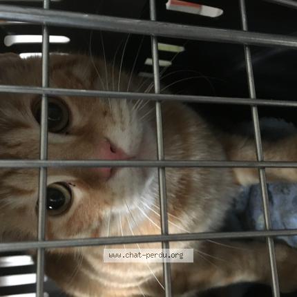 Foto 1/1 Gato encontrado Perdido en Noisy le grand