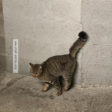Foto 1/1 Gato encontrado Encontrado en Nantes