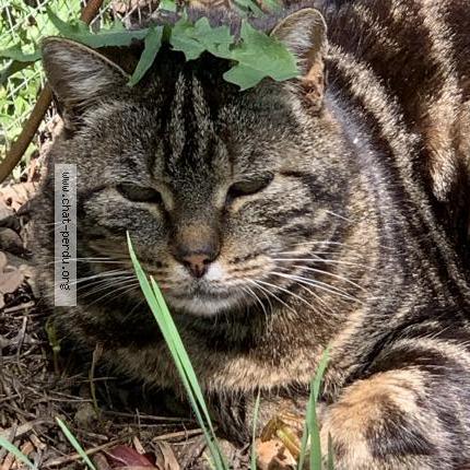 Foto 1/1 Gato encontrado Perdido en Mortroux