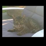 Foto del gato perdido en Plelan Le Grand