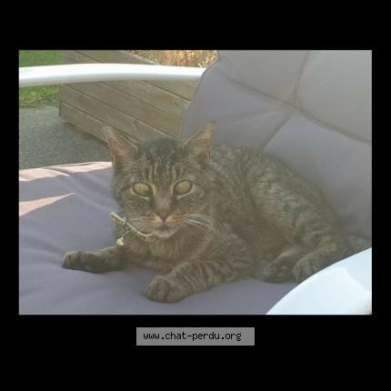 Foto 1/1 Id&eacute;fix Chat perdido en Plelan le grand