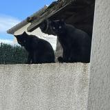 Foto del gato perdido en Seyssuel