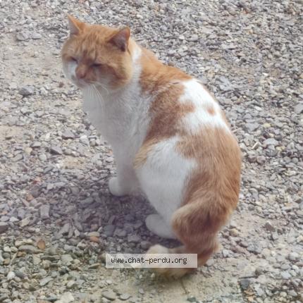 Foto 1/1 Gato encontrado Encontrado en Cornillon confoux