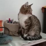 Foto del gato perdido en Moulins