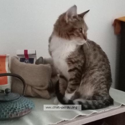 Foto 1/1 Moka Chat perdido en Moulins