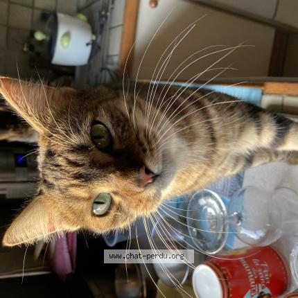 Foto 1/1 Brooklyn Chat perdido en Le vigan