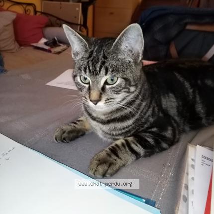 Foto 1/1 Tigrou Chat perdido en Le mans