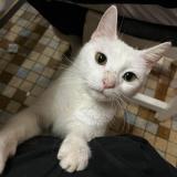 Foto del gato perdido en Veauville Les Quelles