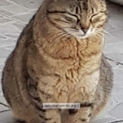 Foto 1/1 Fifille Chat perdido en Auboue