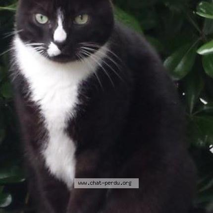 Foto 1/1 Duchesse Gaby Chat perdido en Anglet