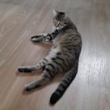 Foto del gato perdido en La Barre De Semilly