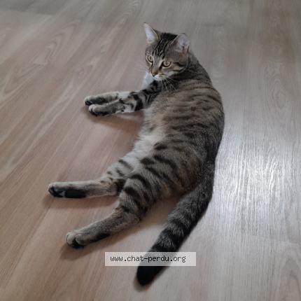 Foto 1/1 Bingo Chat perdido en La barre de semilly